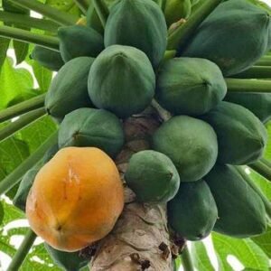 Papaya Farm Improved - Desi Fruit Seeds