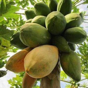 Papaya Selection I - Fruit Seeds