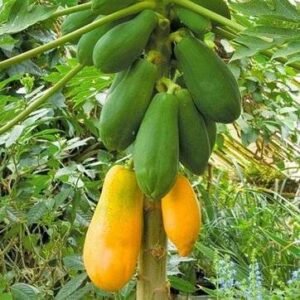 Papaya Shah Nanah - Fruit Seeds
