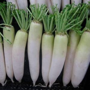 Radish Japani white - Desi Vegetable Seeds