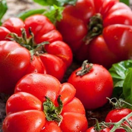 Tomato Marglobe - Heirloom Vegetable Seeds 1 Tomato Marglobe - Heirloom Vegetable Seeds