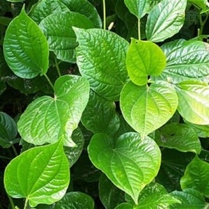 Piper Betel, Maghai Paan - Plants