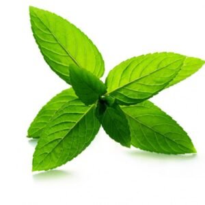 PepperMint Plant