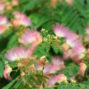 Avenue Tree Seeds