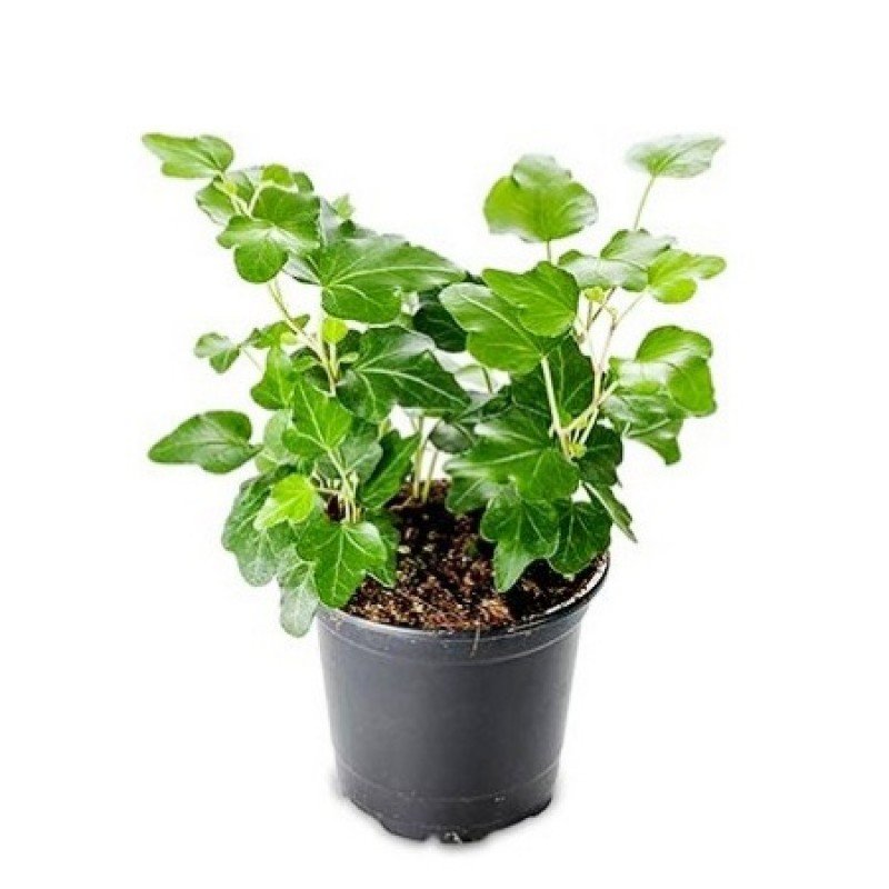 English Ivy Green - Hedera Helix 1 English Ivy Green - Hedera Helix