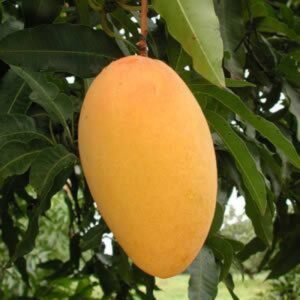 Mango Tree (Kesar, Grafted) - Plant