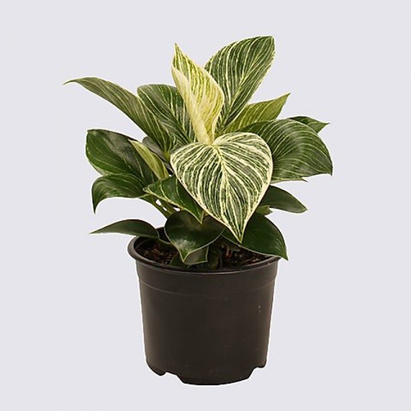 Philodendron Birkin Plant 1 Philodendron Birkin Plant