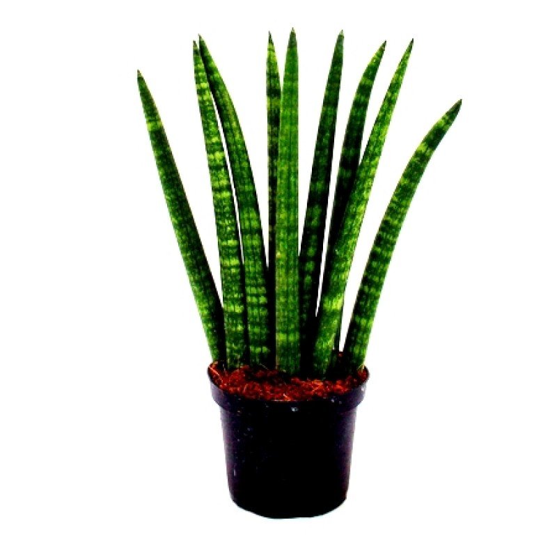 Sansevieria cylindrica Long, Cylindrical Snake Plant 1 Sansevieria cylindrica Long, Cylindrical Snake Plant