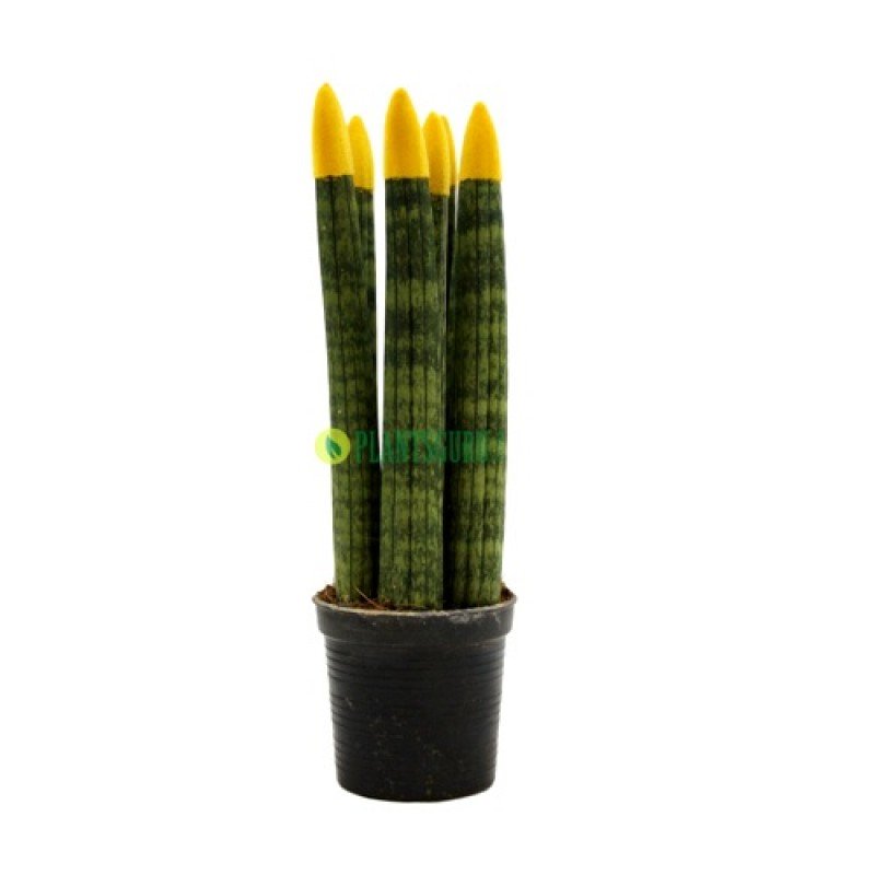 Sansevieria Cylindrica Velvet Touch Yellow 1 Sansevieria Cylindrica Velvet Touch Yellow