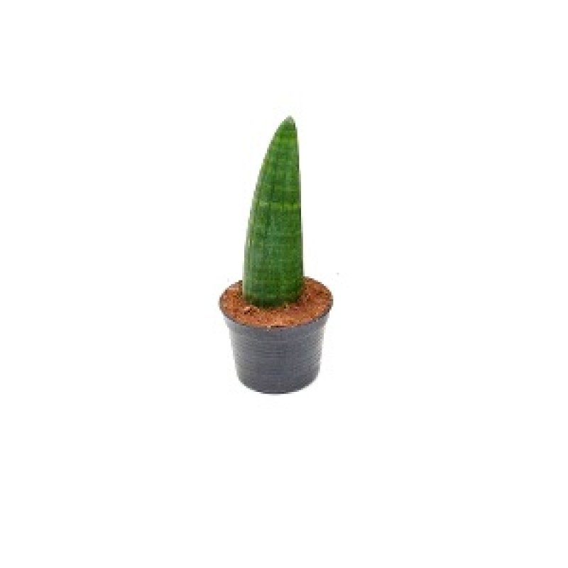 Sansevieria Cylindrica Rhino, Cylindrical Snake Plant 1 Sansevieria Cylindrica Rhino, Cylindrical Snake Plant