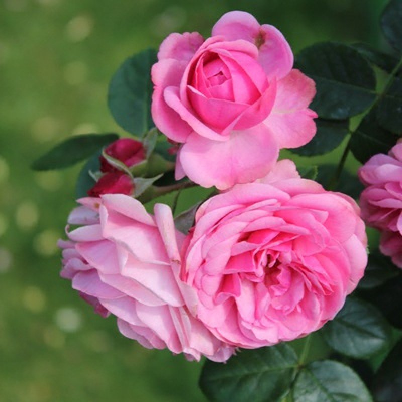 Rose Plant - Scented (desi) Gawathi Gulaab Plant 1 Rose Plant - Scented (desi) Gawathi Gulaab Plant