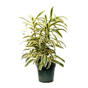 Top 10 Low Maintenance Plant