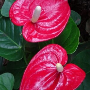 Anthurium Flower Plant