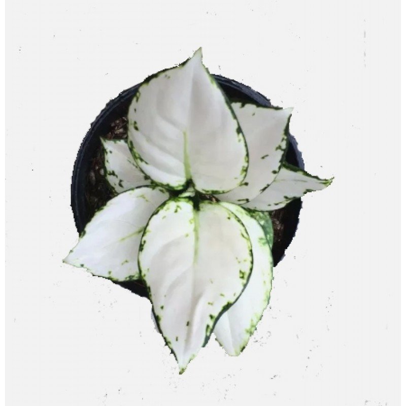 Aglaonema Super White - Chinese Evergreen 1 Aglaonema Super White - Chinese Evergreen