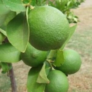 Nimboo, Lemon Tree - Plant