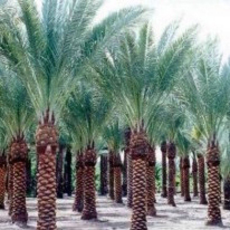Date Palm 1 Date Palm