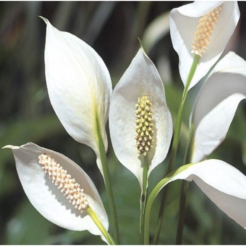 Peace Lily, Spathiphyllum Scented Air purify Plant 1 Peace Lily, Spathiphyllum Scented Air purify Plant