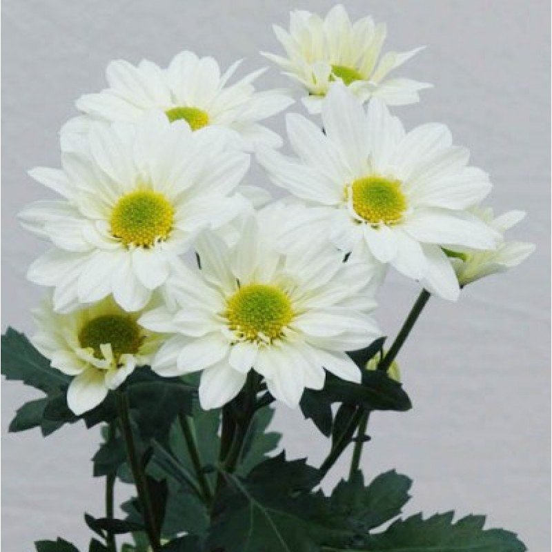 Shevanti White - Chrysanthemum Plant 1 Shevanti White - Chrysanthemum Plant