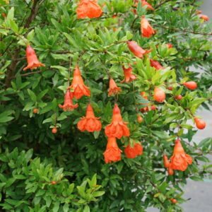 Ornamental Pomegranate Plant