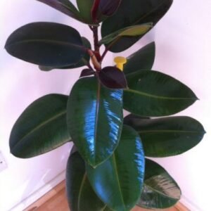 Rubber Tree, Rubber Plant, Ficus elastica - Plant