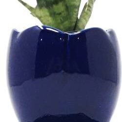 Ceramic tabletop without plant cobalt blue Plant Container Set  (Ceramic)