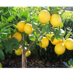 SEEDLESS LEMON 2 SEEDLESS LEMON