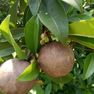 KALAPATI CHIKKU PLANTS