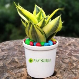 Sansevieria trifasciata Golden "Hahnii" dwarf Snake Plant with Ceramic Pot