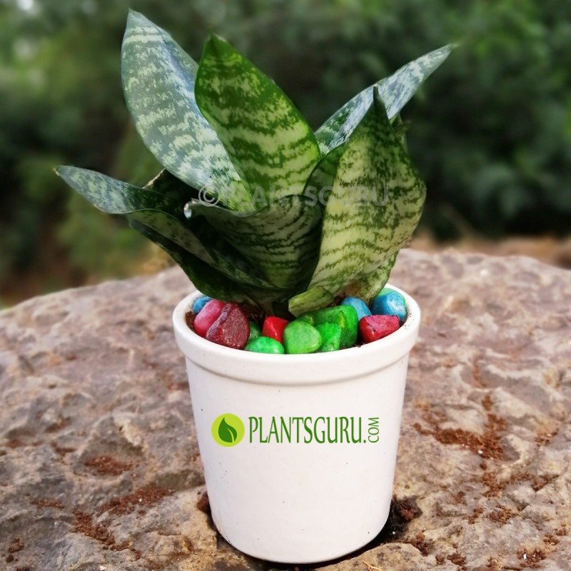 Sansevieria trifasciata "Hahnii" Snake Plant with Ceramic Pot 1 Sansevieria trifasciata "Hahnii" Snake Plant with Ceramic Pot