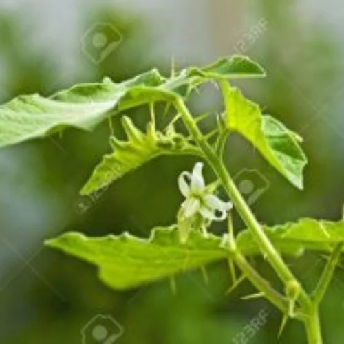 White Lakshman ( सफेद लक्ष्मणा ) 1feet 2 White Lakshman ( सफेद लक्ष्मणा ) 1feet