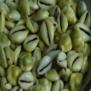 Green Kaudi Seeds 10 Pcs