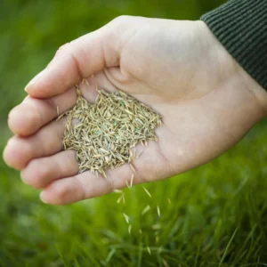 LAWN GRASS SEEDS