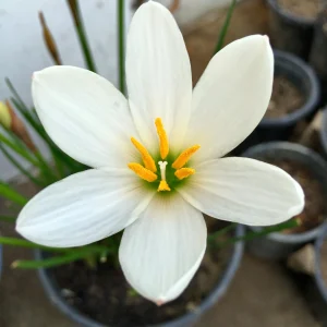 ZEPHYRANTHES LILY BULBS