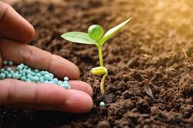 SOIL & FERTILIZERS