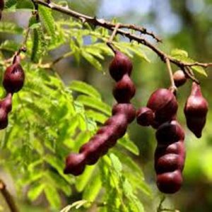 Medicinal Plants Seeds