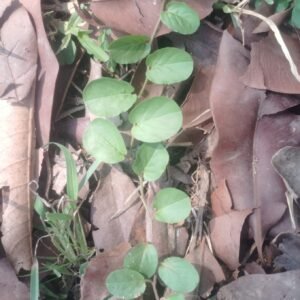 पीला भूलन बेल जिसे ( सोम भूलन ) कहते हैं