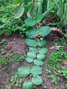 लाल भूलन बेल जिसे ( छोटी भूलन ) कहते हैं