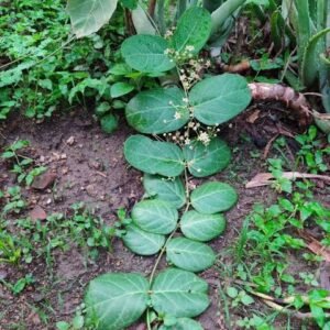 लाल भूलन बेल जिसे ( छोटी भूलन ) कहते हैं