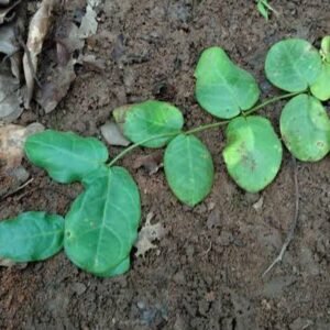 सफेद भूलन बेल जिसे ( मंझली भूलन ) कहते हैं