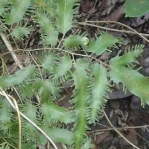 काली भूलन बेल जिसे ( बड़ी भूलन ) कहते हैं !