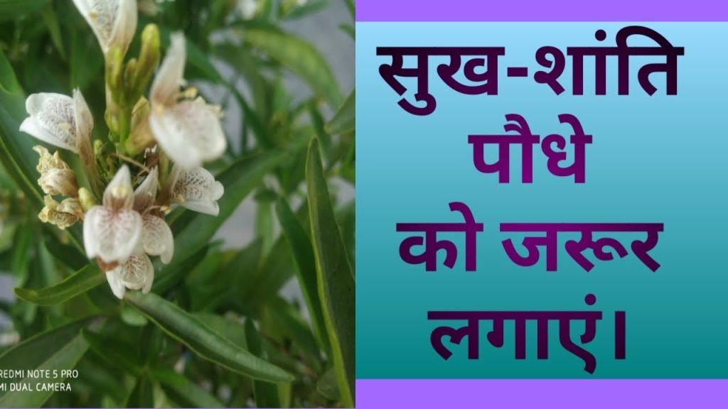 घरेलू सुख-शांति और पेड़-पौधों का प्राकृतिक तालमे