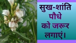 घरेलू सुख-शांति और पेड़-पौधों का प्राकृतिक तालमे