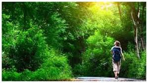 धर्म और पेड़ पौधों का तालमेल आस्था और प्रकृति का अद्भुत संगम