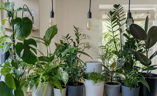 पेड़ पौधों से सजे घर में सुख शांति का वास