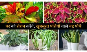 पौधों की पसंद समझें — हर पौधा अलग है