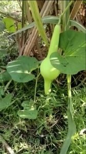 पुंगी (जंगली कद्दू) – एक दुर्लभ औषधि या अभिशाप / जाने क्या बला है? इसके उपयोग और संपूर्ण जानकारी... 3 reee