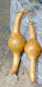 पुंगी (जंगली कद्दू) – एक दुर्लभ औषधि या अभिशाप / जाने क्या बला है? इसके उपयोग और संपूर्ण जानकारी... 2 sukha