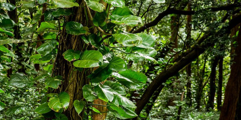 Activity 28 दुर्लभ पुस्तकें और प्रकृति का अमूल्य रिश्ता