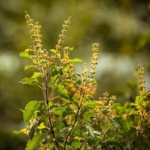 Tulsi
