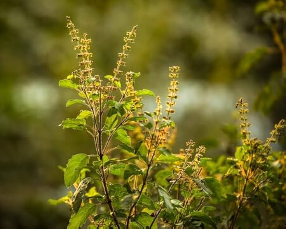 Tulsi 1 Tulsi